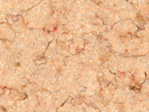 product1 image